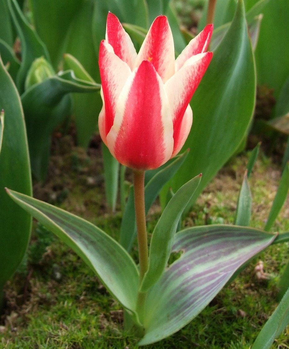 Tulipa greigii red white cultivar